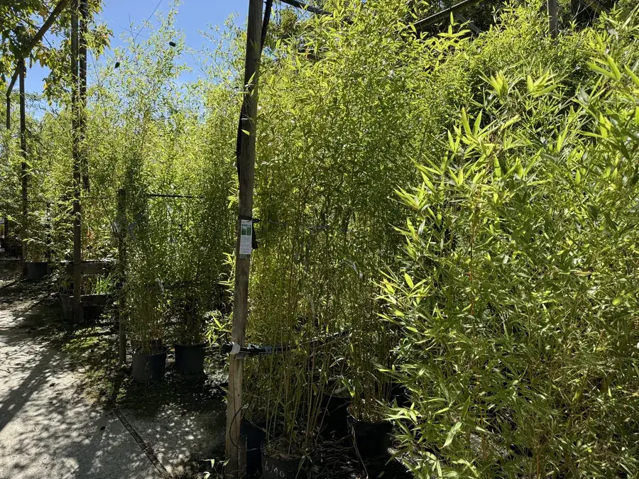 Rangées de bambous Phyllostachys denses dans la bambouseraie de Monbrun