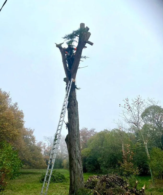 Grimpeur en démontage d'un arbre mort, tronc déjà ébranché