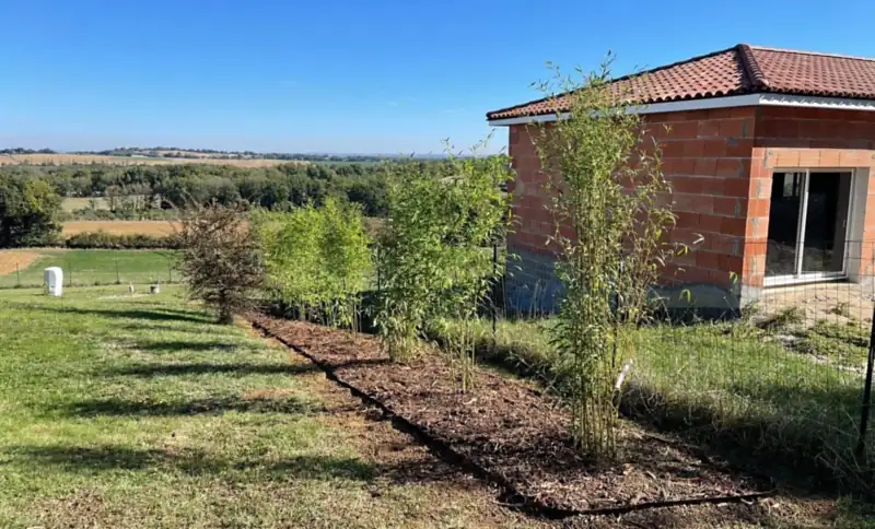 Haie de bambous plantée et paillée le long d'une maison neuve