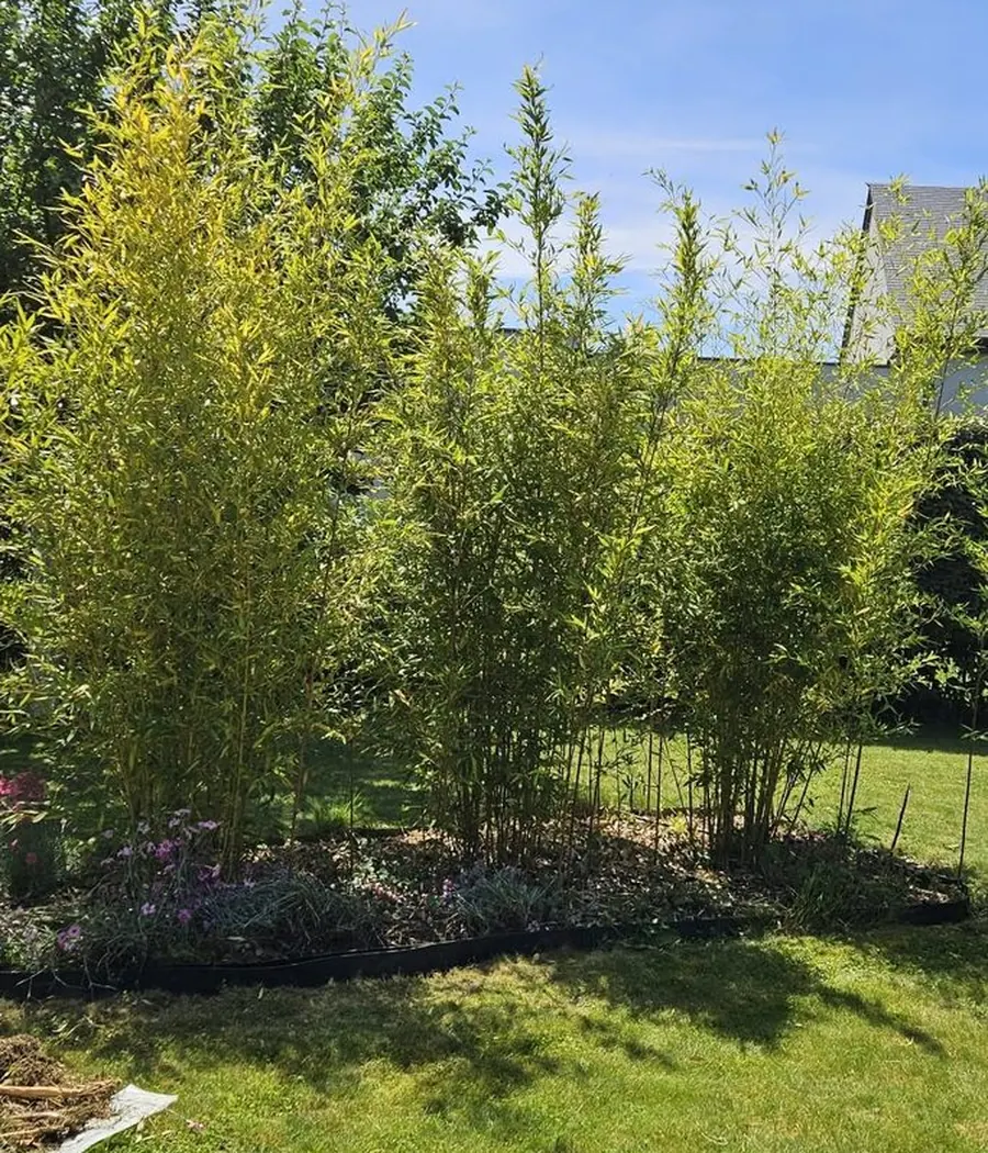 Massif de Phyllostachys aux cannes dorées planté dans un jardin