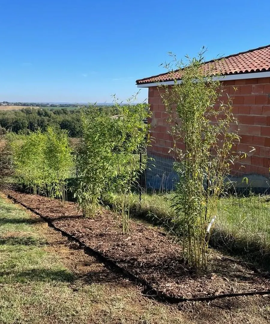 Haie de bambous plantée et paillée le long d'une maison neuve