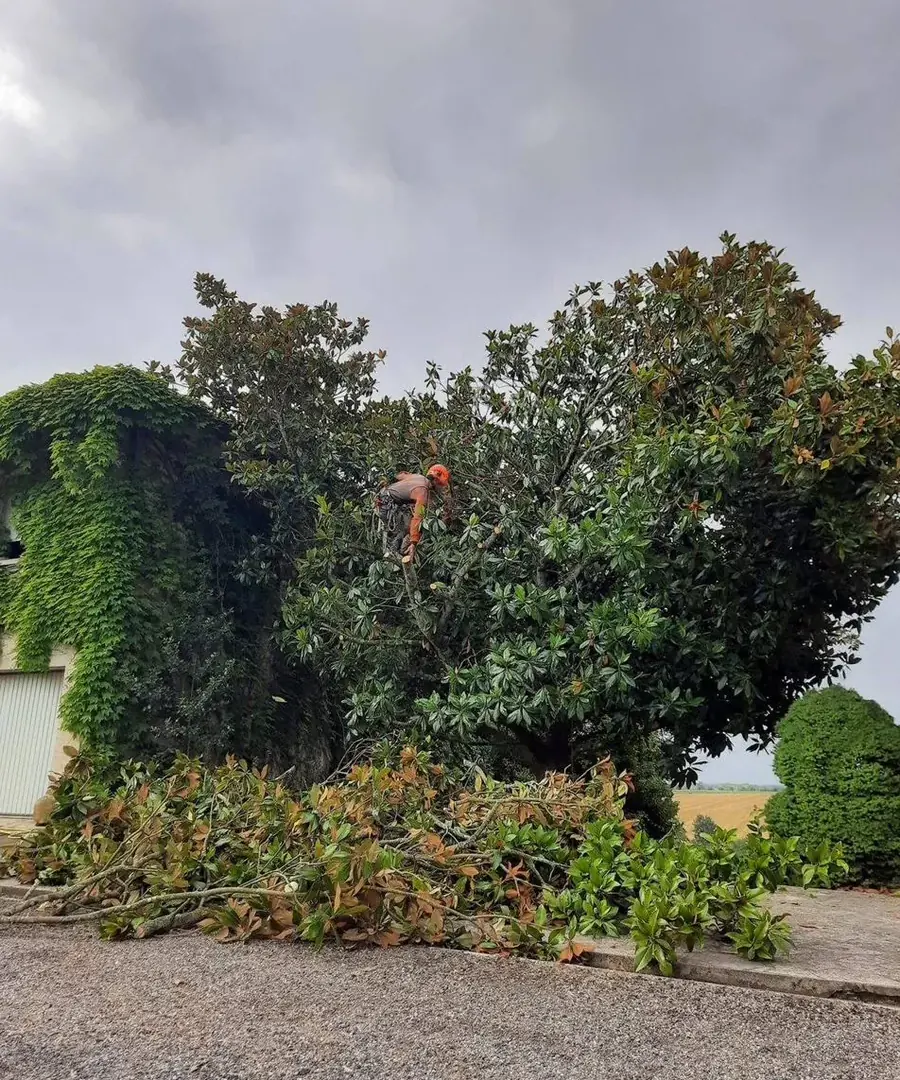 Élagueur-grimpeur de Bambou Gers en taille d'un magnolia