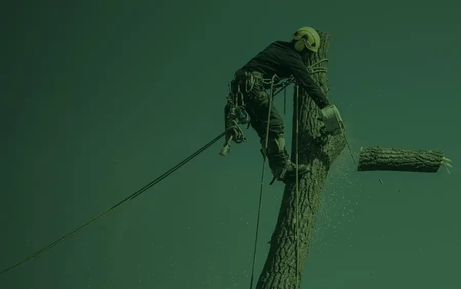 Élagueur-grimpeur en démontage d'un arbre, tronçonneuse à la main, dans le Gers