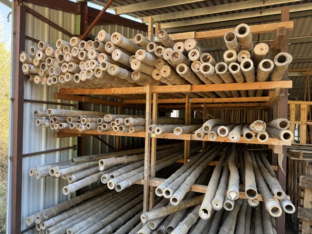 Stock de tiges de bambou de gros diamètre sous hangar