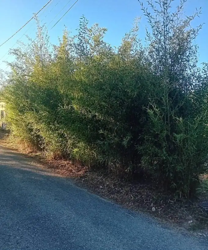 Haie de bambous dense en bord de chemin