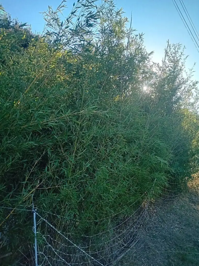 Haie de bambous traçants qui déborde le long d'une clôture